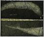 Rhizoprionodon longurio