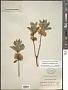 Rhododendron albiflorum Hook.