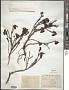 Rhododendron anthopogon D. Don