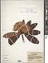 Rhododendron beesianum Diels