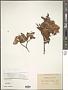 Rhododendron simsii Planch.