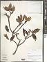 Rhododendron sp.