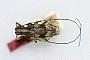 Rhodopis similis