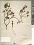 Rhodothamnus sp.