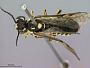 Rhogogaster truncatus
