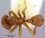 Rhopalothrix amoena