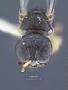 Rhopalum rubrocinctum