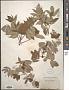 Rhus glabra L.