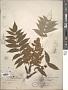 Rhus longula Greene