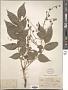 Rhus verniciflua Stokes