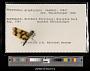 Rhyothemis graphiptera