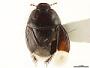 Rhytidoporus compactus