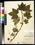 Ribes bracteosum Douglas