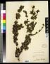 Ribes cereum Douglas