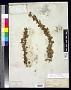 Ribes leptanthum A. Gray