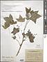 Ribes nigrum L.