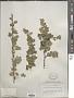 Ribes quercetorum Greene