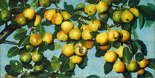 Ripening Pears