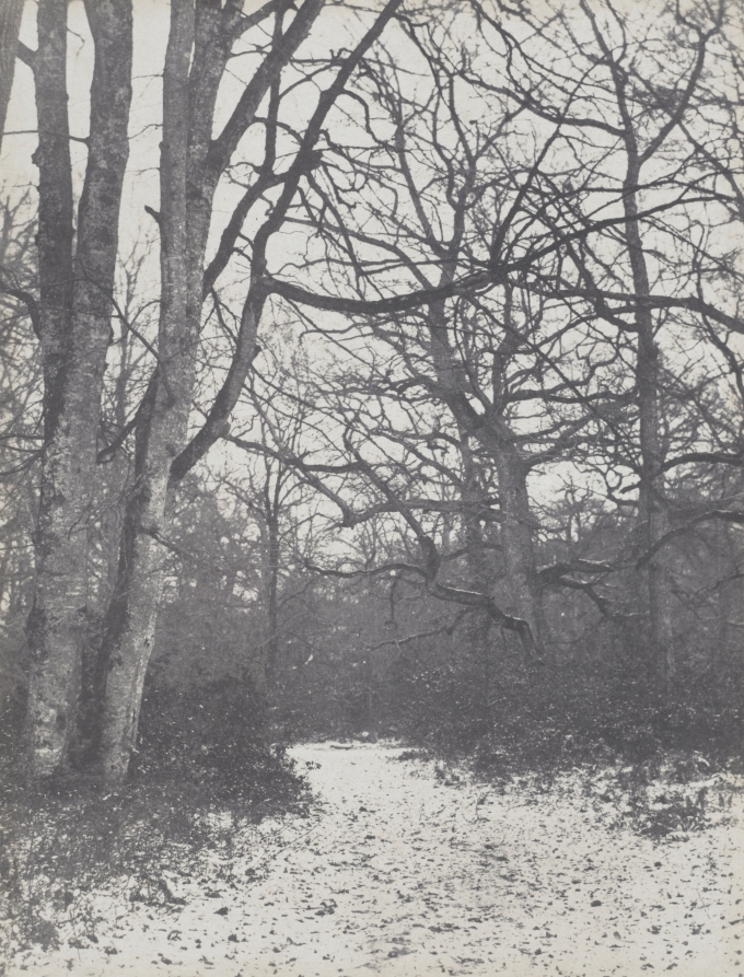Road in the Forest
