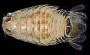 Rocinela angustata