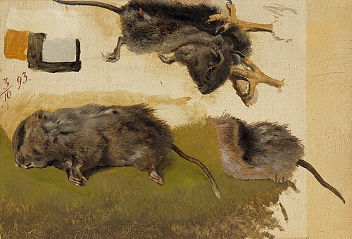 Rodents
