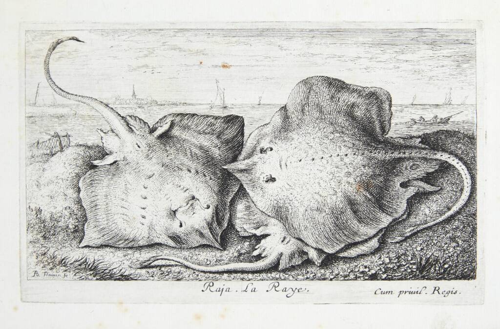 Rokke (Raja)