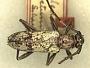 Romaleum niveitectum