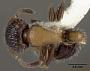 Romblonella townesi