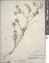 Rorippa sinuata (Nutt.) Hitchc.