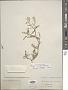 Rorippa sinuata (Nutt.) Hitchc.