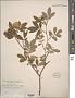 Rosa palustris Marshall