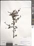 Rosa sp.