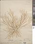 Rosenvingea orientalis
