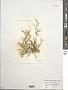Rosenvingea orientalis