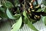 Rourea surinamensis Miq.