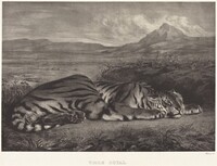 Royal Tiger (Tigre Royal)