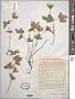 Rubus arcticus L.
