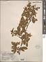 Rubus argutus Link