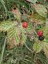 Rubus argutus Link