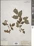 Rubus argutus Link