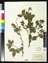 Rubus biformispinus Blanch.