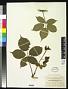 Rubus biformispinus Blanch.