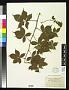 Rubus biformispinus Blanch.