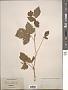 Rubus caesius L.