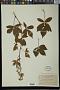 Rubus cubitans Blanch.