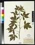 Rubus elegantulus Blanch.