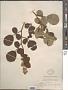 Rubus ellipticus Sm.