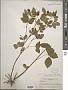 Rubus flagellaris Willd.