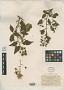 Rubus flavinanus Blanch.