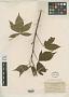 Rubus flavinanus Blanch.